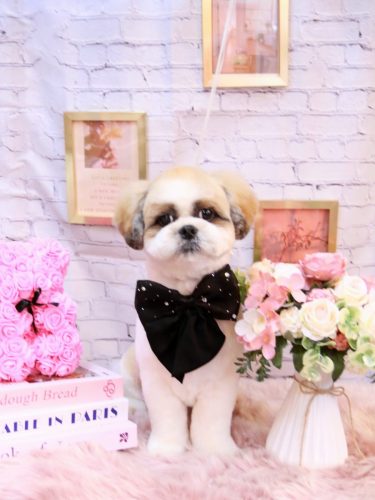 20251128ぽん吉くん