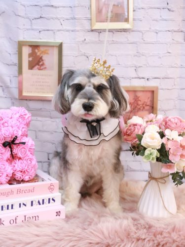 20251128パピコくん