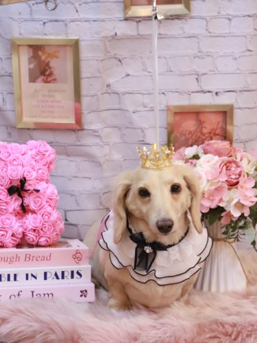 20251128シオンくん