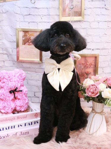 20251128アロちゃん