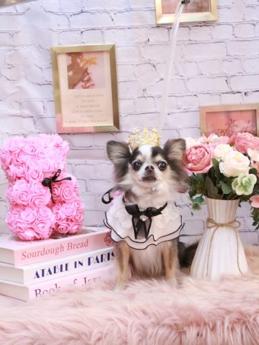 20251128ひめちゃん