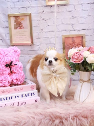 20251128りくくん