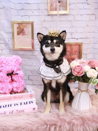 20251128むさしくん