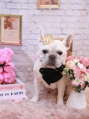 20251128ブーくん