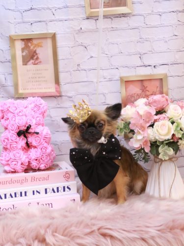 20251129むぎちゃん