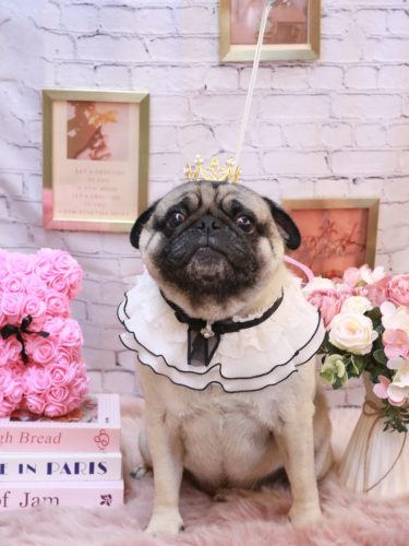 20251129ぶぅくん