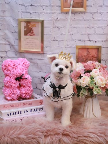 20251129まるちゃん