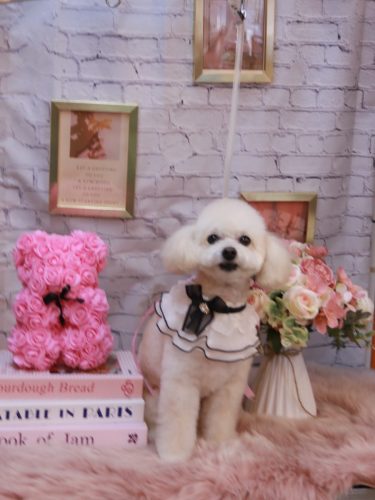 20251129ポコちゃん