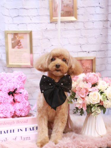 20251129ココちゃん