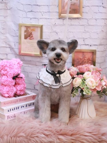 20251129シルヴァくん