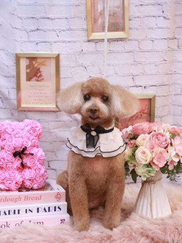 20251129メリーちゃん