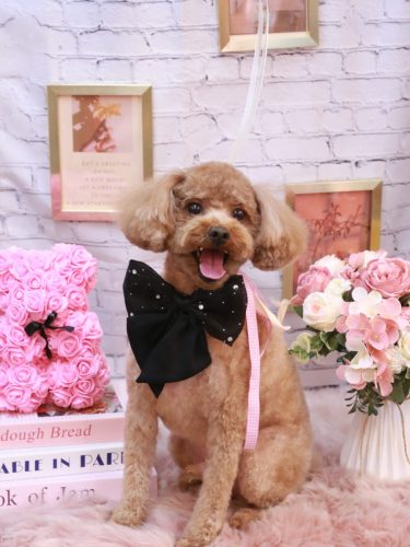 20251129レオくん