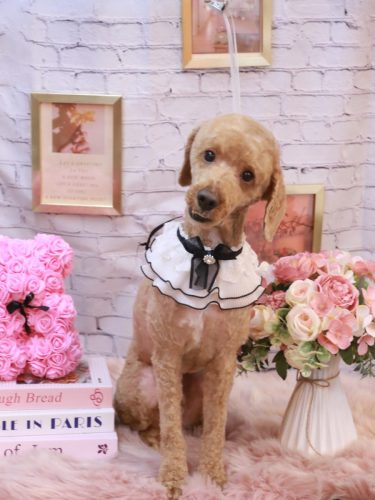 20251129ぶるくん