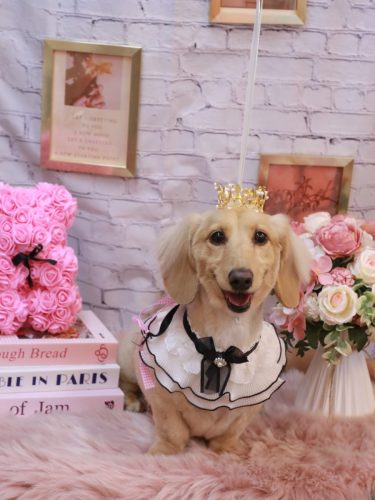 20251129りんちゃん