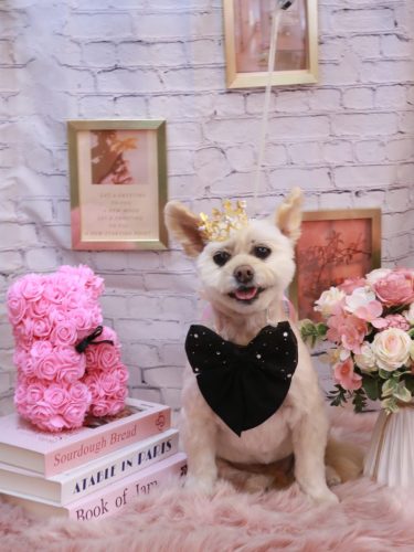 20251129ポンタくん