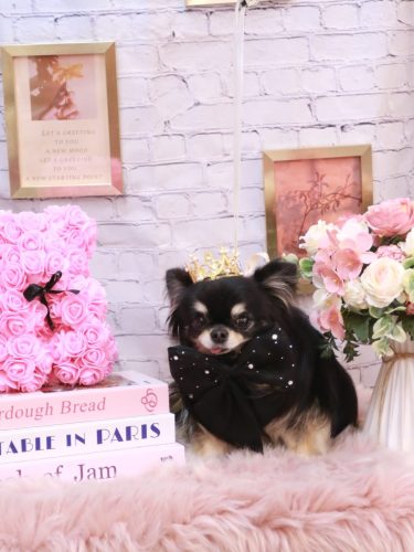 20251129プリンちゃん