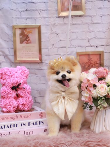 20251129モコくん