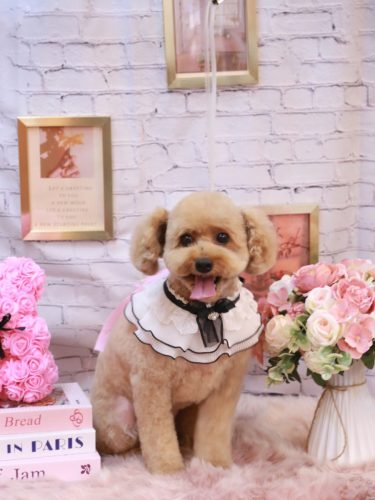 20251130ぱるくん