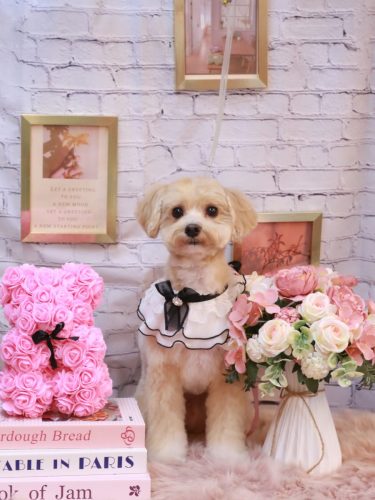 20251130ぽぽくん