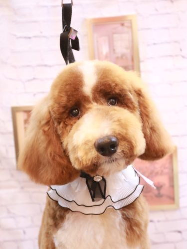 20251130アムくん