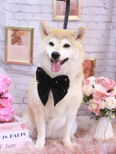 20251130梅子ちゃん