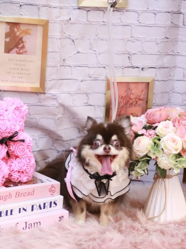 20251130ラブちゃん