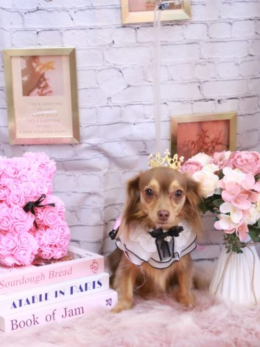 20251130いるちゃん