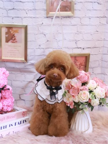 20251130くるるくん