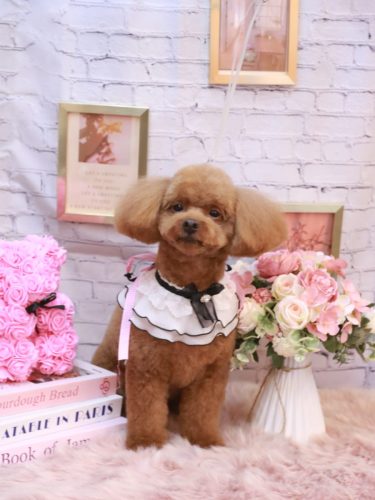 20251130ベルくん