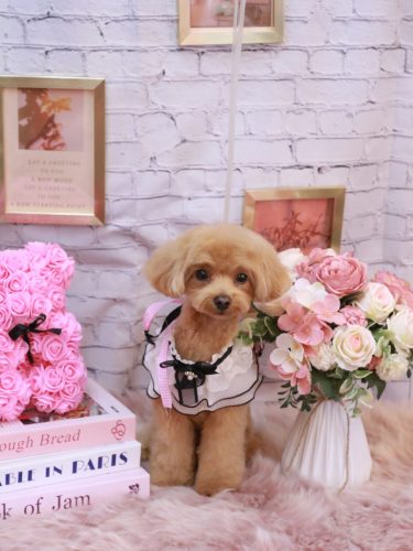 20251130らぶちゃん