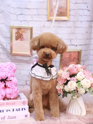 20251130まめくん