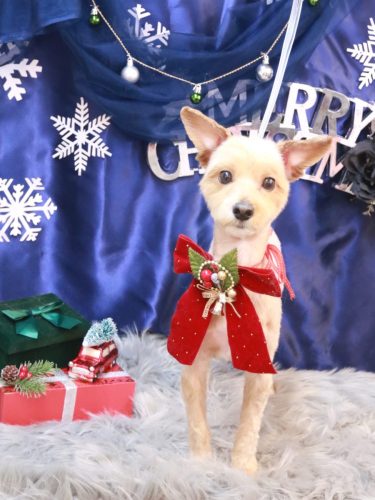 20251202まるくん