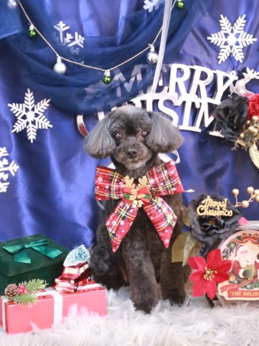 20251202ピピちゃん