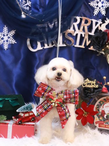 20251202リコちゃん