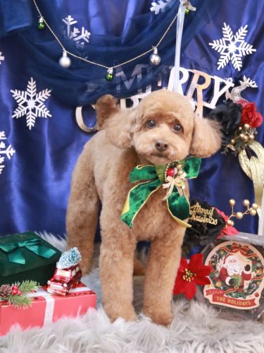 20251202ぷぷくん