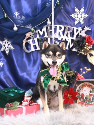 20251202ふうくん