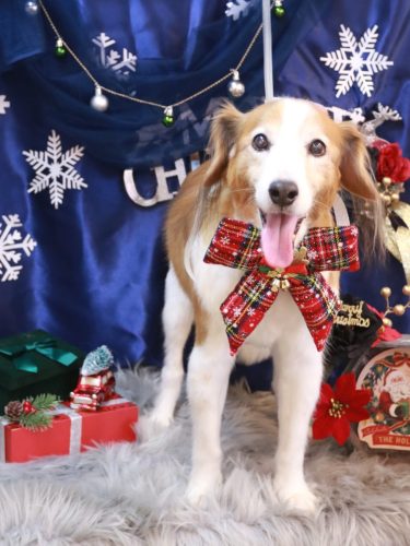 20251202レオくん