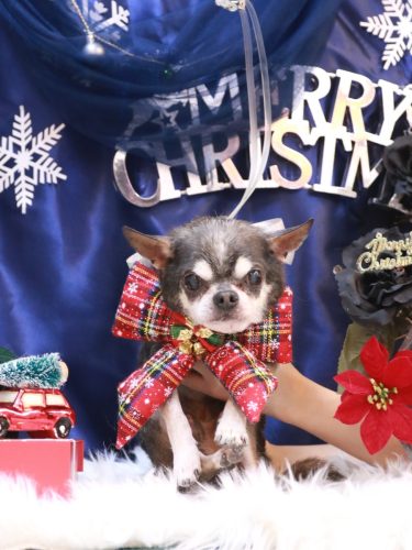 20251202ボーくん