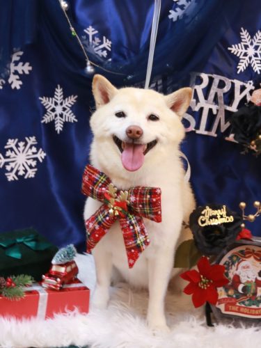 20251202メイちゃん