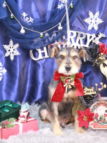 20251202ピンくん