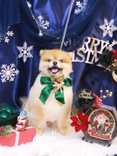 20251202たぬきちくん