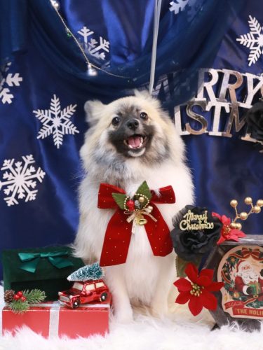 20251202だるくん