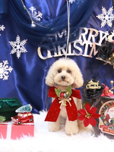 20251202サラちゃん