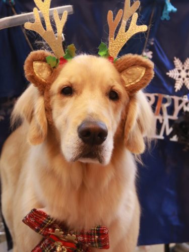 20251203ありすちゃん