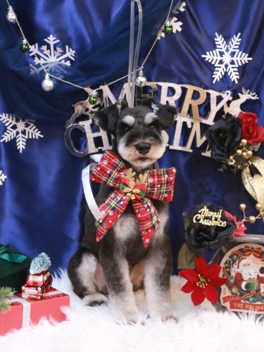 20251203門吉くん