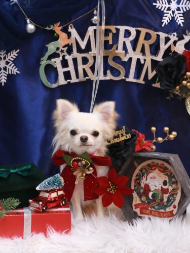 20251203リリィちゃん