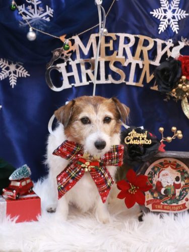 20251203こはるちゃん