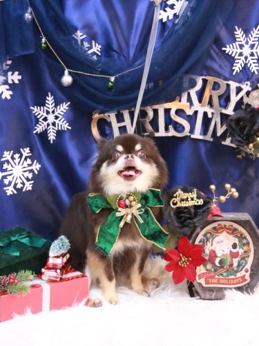 20251203フェルくん