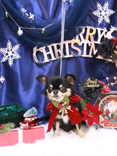 20251203ムギくん