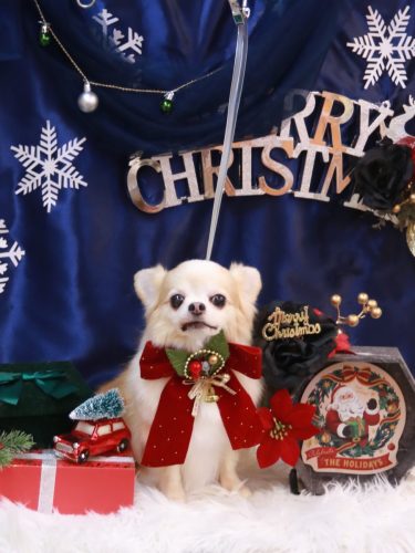 20251203ヴィヴィちゃん